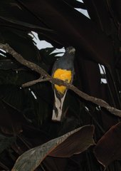 White-tailed Trogon